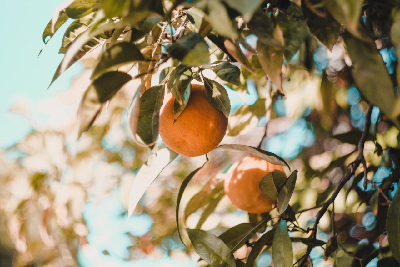 Apartman "Citrus" 特雷比涅 外观 照片